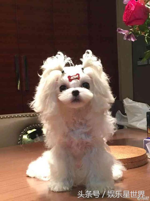 陈赫抱的狗狗,陈赫绑粉发带怀抱小狗