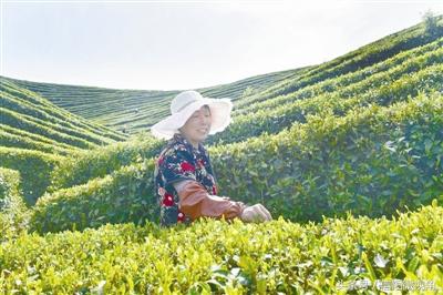 了解信阳毛尖的发展历史,信阳毛尖发展史