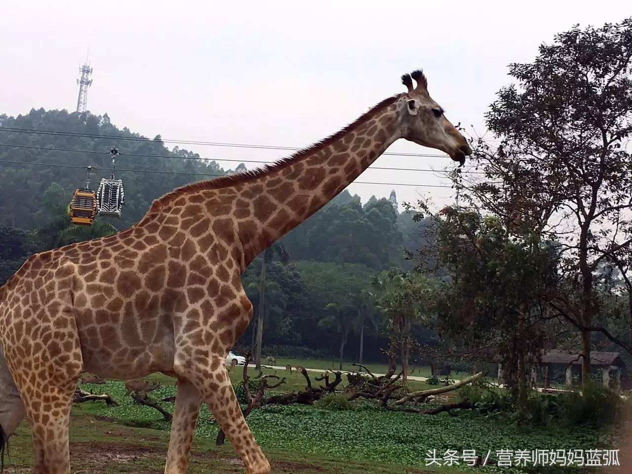 亲子游|井柏然推荐，长隆野生动物世界和海洋王国深度游记！