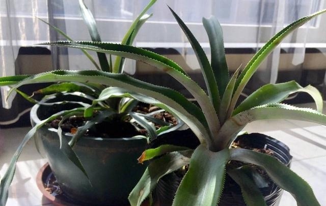 吃完的菠萝怎么才能让它再次生长,吃过的菠萝头可以种出菠萝吗