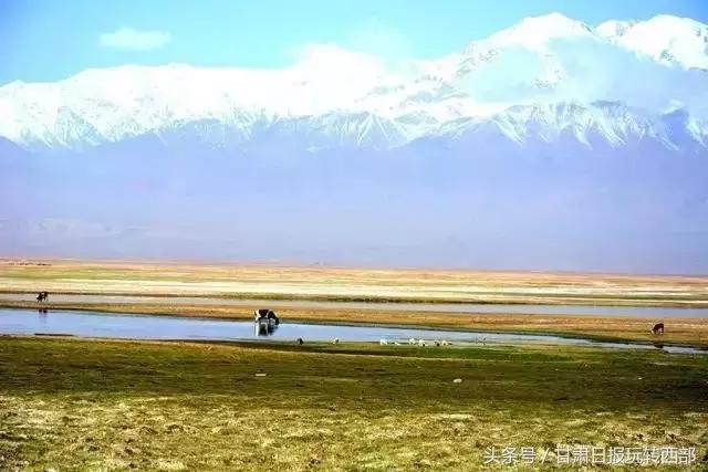 甘肃这个小边防县，人少景美就算了，居然还有雪豹棕熊和赤狐！