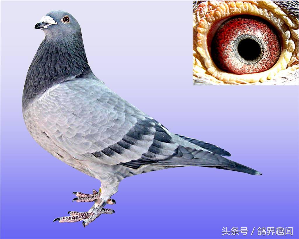 买回来的种鸽怎么开家成功,买回来种鸽开家最佳方法
