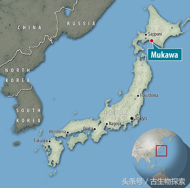 日本发现的恐龙化石,日本恐龙化石