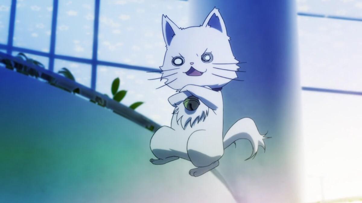 动漫当中的可怕黑猫,动漫恐怖黑猫