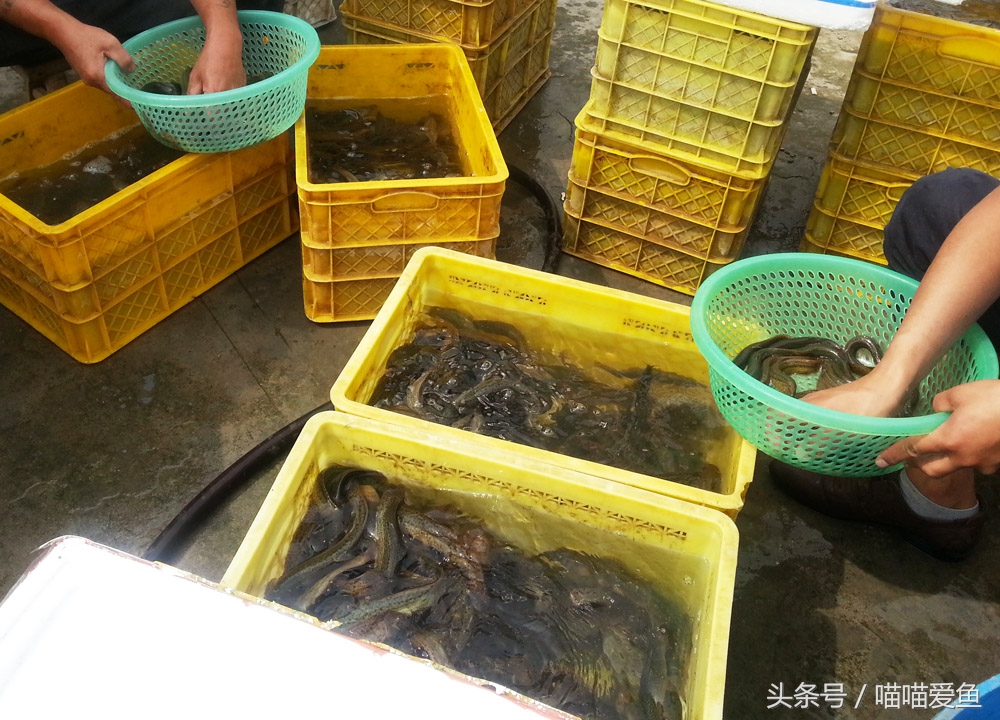 泥鳅人工繁殖打什么针,泥鳅的人工繁殖实验报告