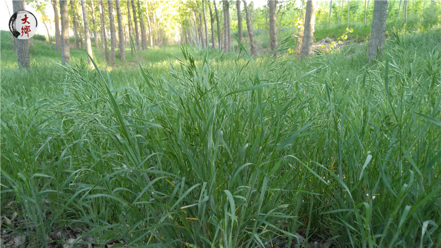 野燕麦在农村当做杂草，却不知鲜榨的“野麦汁”还有这些功能