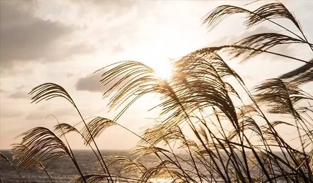 秦朔刘永行,秦朔中国造船