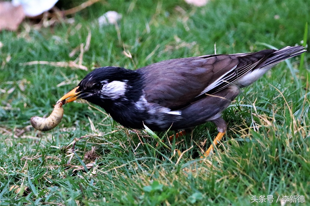 灰掠鸟大餐白土蚕