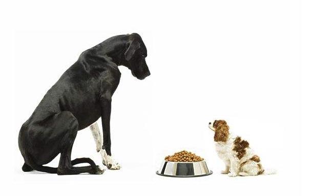 看完这篇文章，一定要干了这碗狗粮