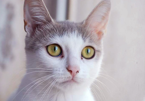 猫咪健康养护的注意事项,猫咪养护的五个注意事项