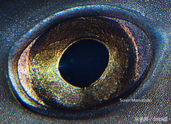 高清镜头下的眼睛看起真美，看眼睛猜动物你能猜对几个