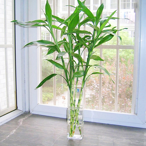 富贵竹发财树八方来财种植环境,富贵竹发财树金钱树哪个好养