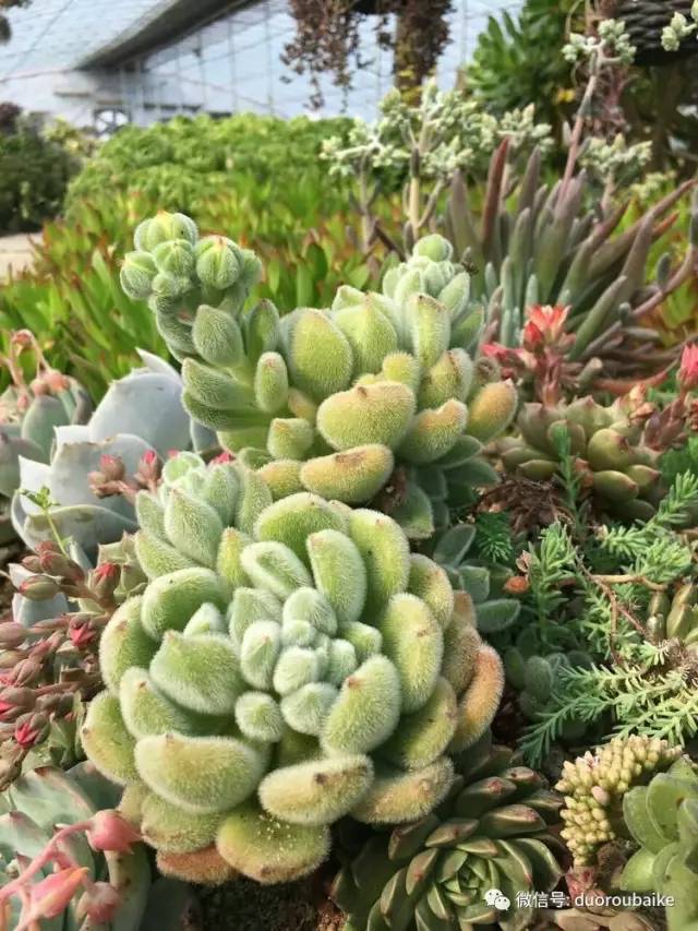 如何拒绝多肉伸手党,多肉伸手的正确方式