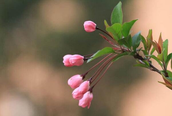 输卵管积水注意事项,怎么能发现输卵管积水多不多