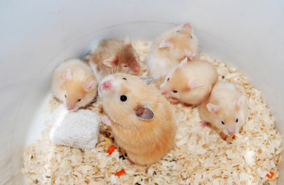 100只仓鼠你怎么养,不懂得养仓鼠怎么办