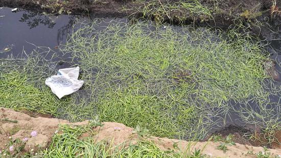 免费采摘蒜薹,蒜苔免费采摘
