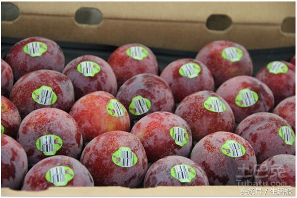 新疆当季水果恐龙蛋推荐,海南恐龙蛋蜜瓜