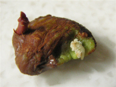 山竹种多久才可以开花结果,山竹是这样种的