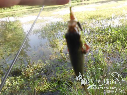 假日野钓鲫鱼,假日河边钓鲫鱼