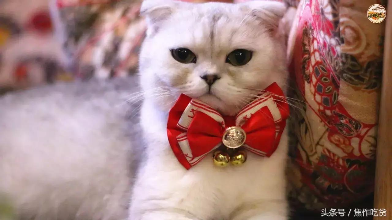 猫咖郑州焦作,焦作猫咖推荐