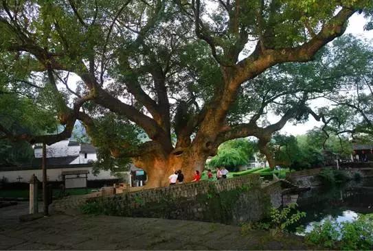 跟着小路旅游不迷路,婺源五一适合去哪里玩