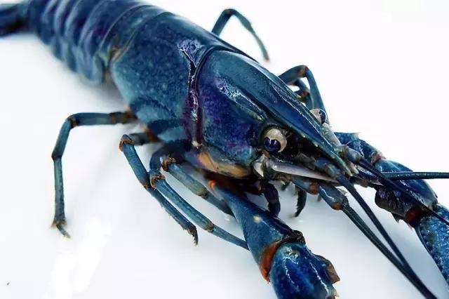 上海清水小龙虾,上海澳洲小龙虾