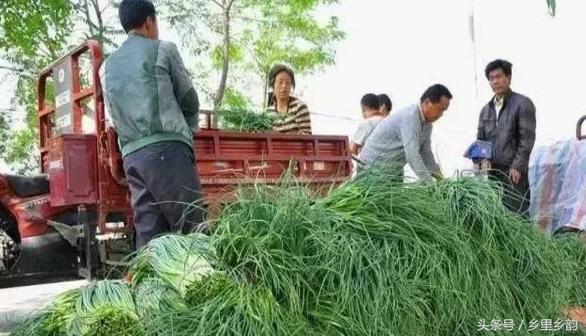 蒜薹行情价,蒜薹行情上涨