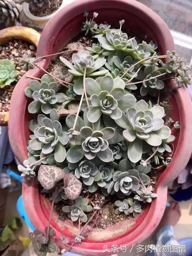 入坑半年的经历,入坑五个月总结