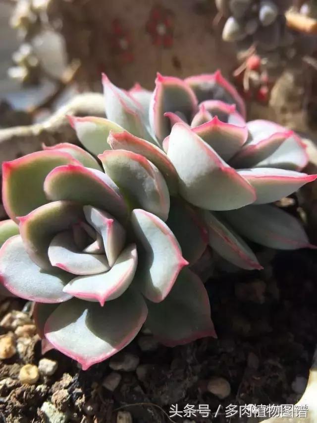 入坑半年的经历,入坑五个月总结