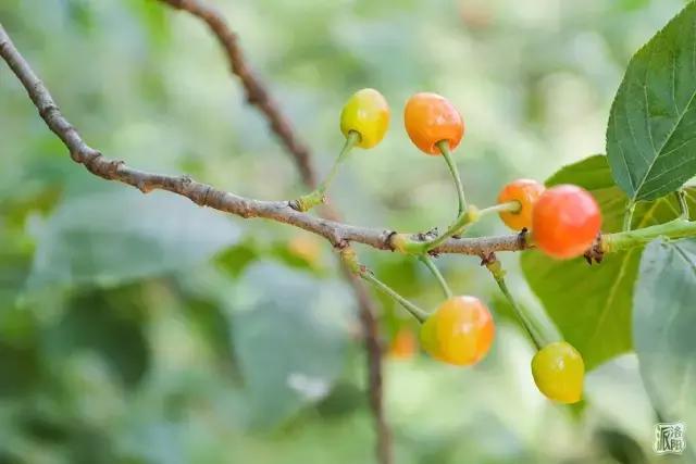 洛阳新安县樱桃采摘园,洛阳樱桃沟摘樱桃