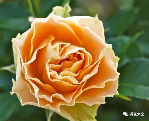 最美最高端的30款月季 (十种绝美的月季)