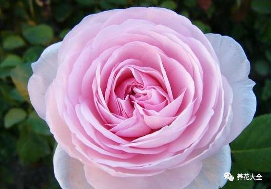 最美最高端的30款月季 (十种绝美的月季)