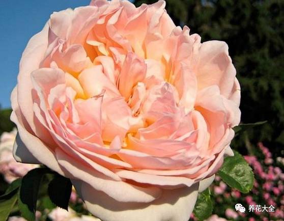 最美最高端的30款月季 (十种绝美的月季)