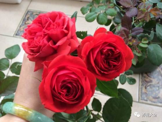 最美的十款月季品种推荐 (十种绝美的月季)