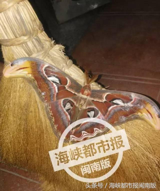 泉州人来围观！大飞蛾飞入永春人家，翅膀上长蛇头，这是什么啊