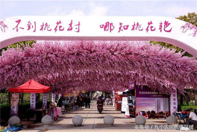 胡晓云,农产品区域公用品牌政策体系