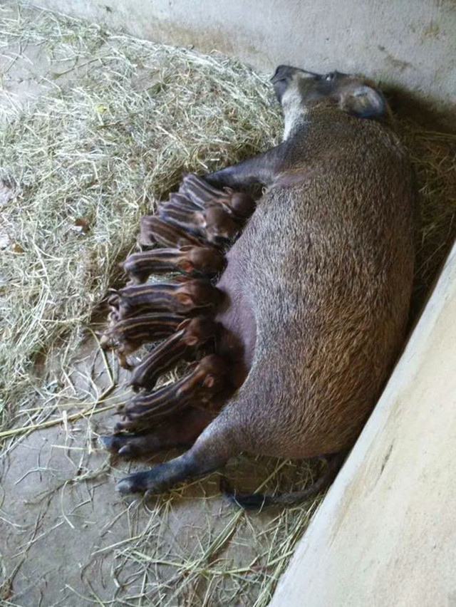 野猪养殖技术大全,野猪养殖新技术新方法