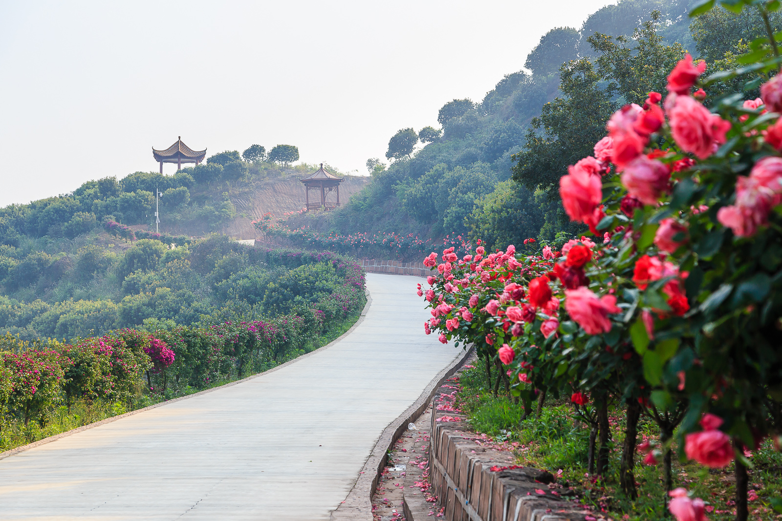 杨梅小镇简介,杨梅小镇的杨梅几月成熟