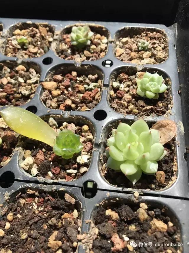 杀虫气雾剂能给多肉喷小黑飞吗,给多肉喷杀虫剂浓度高了有影响吗