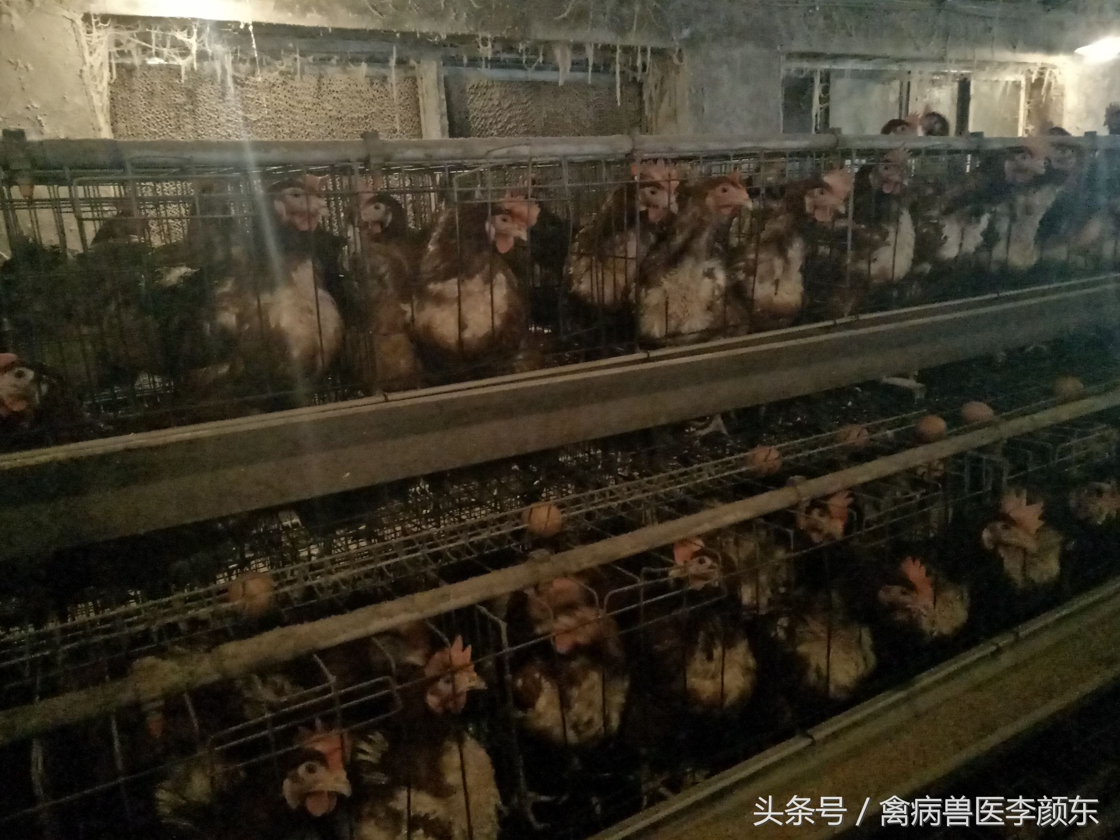 鸡患包涵体肝炎的原因,安卡拉鸡病原因