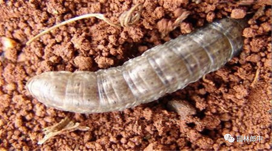 简述地老虎类害虫的综合防治方法,马铃薯地下害虫地老虎