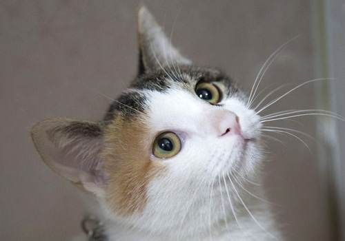 猫咪健康养护的注意事项,猫咪养护的五个注意事项