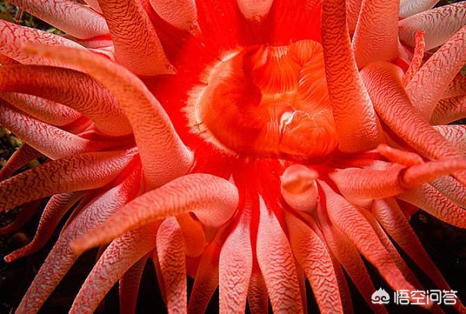 膝盖积水用烤灯能烤好吗？粗盐呢？医生：明确诊断针对治疗是关键