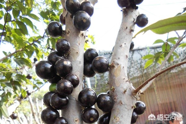 山竹为什么很贵科普,山竹为什么那么贵有什么神奇功效