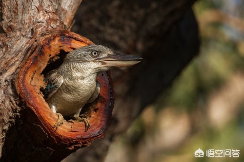 打鸟对焦技巧,专业摄影师教你打鸟