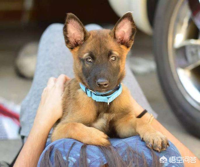为什么马犬不适合养,为什么不建议养马犬幼犬