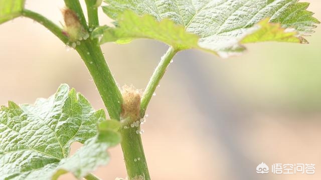 葡萄树长势弱有什么好办法,葡萄苗长势弱怎样办