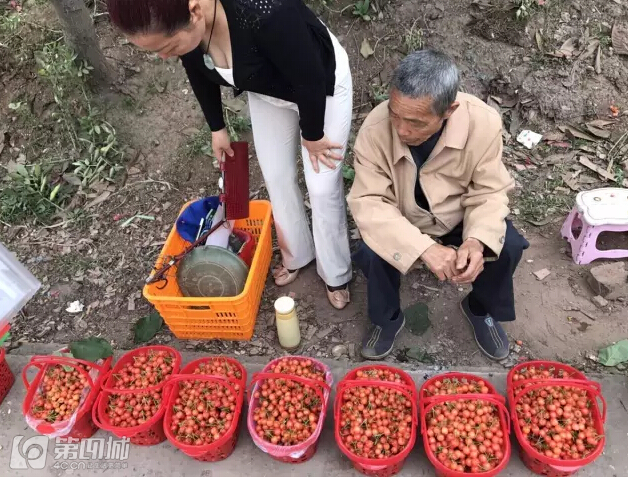 成都龙泉樱桃采摘地点附近,成都樱桃枇杷都能摘的地方