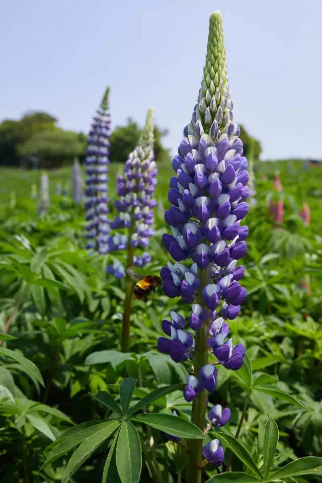 成都去石象湖的游玩攻略,成都石象湖门票哪个月去最佳