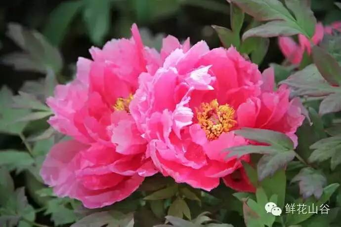 五月相约看蓝色花海,五月相约昆明蓝花楹花海